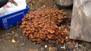 Как Вырастить Опята В Своём Дворе