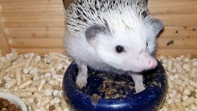 Африканский ежик Лютик спит в миске смотреть онлайн