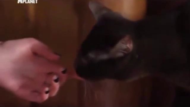 Гавана браун смотреть онлайн
