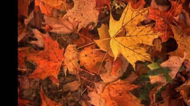 Robert Frost- The Road Not Taken- Visual Image смотреть онлайн