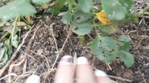 Очень красивая роза! Роза First Lady!