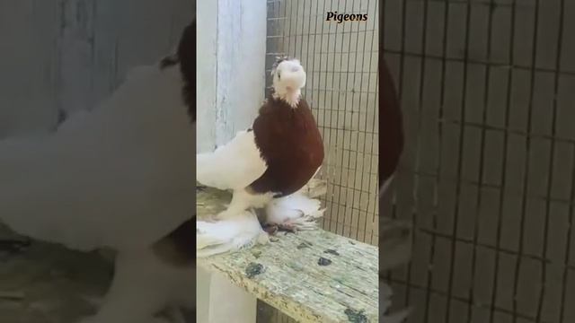Голуби Двухчубые Узбекские #Tauben #Pigeons