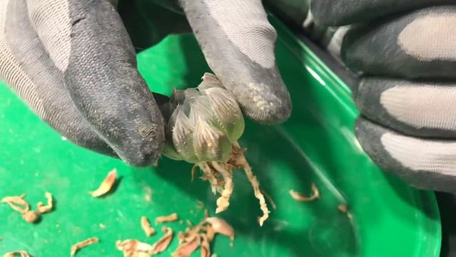 Пересаживаю Хавортию сбросившую корни. Почему Хавортии отсушивают листья и стрессуют.