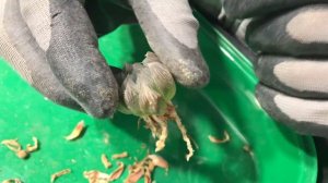 Пересаживаю Хавортию сбросившую корни. Почему Хавортии отсушивают листья и стрессуют.