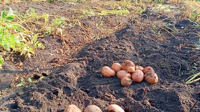 Выкопал картофель Беллароза часть 2 03.09.22 смотреть онлайн