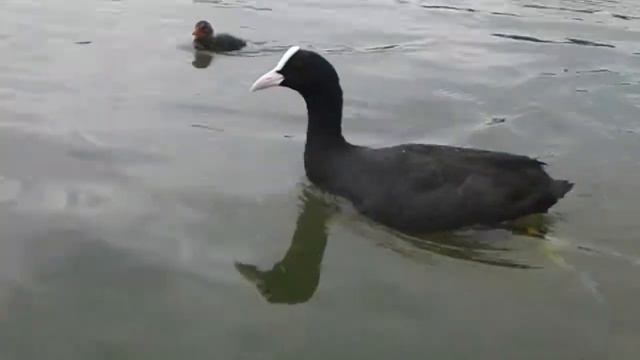 САМАЯ КРАСИВАЯ ПТИЦА !!!!!!!!! смотреть онлайн
