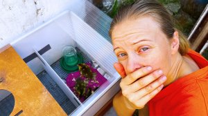 ПОТЕРИ В ХОЗЯЙСТВЕ! ПЕРВЫЕ ПРОБЛЕМЫ С ОТОПЛЕНИЕМ. Непростая жизнь в деревне.