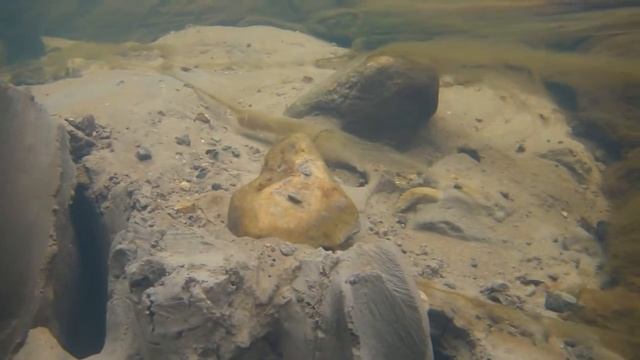 Первые подводные испытания фотоаппарата смотреть онлайн