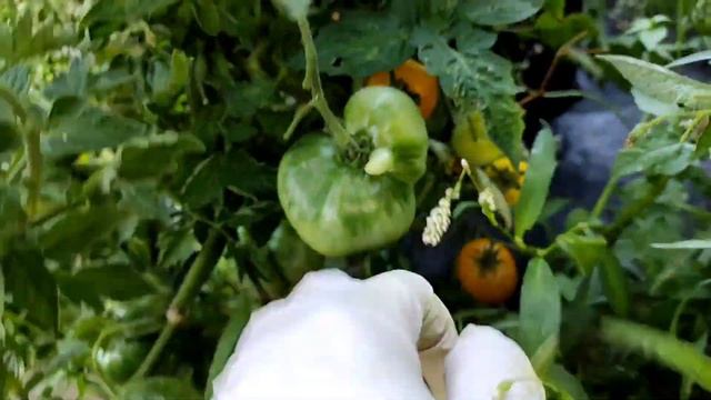 Сорт томата Клуша золотая приятно удивил.? смотреть онлайн