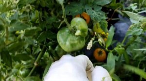 Сорт томата Клуша золотая приятно удивил.?