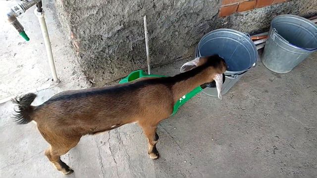 (Почти) Нубийский козлик смотреть онлайн