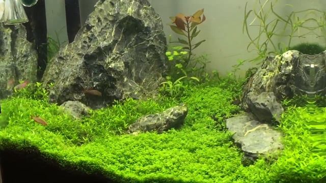 Нано Dennerle 35 L