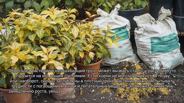 Почему мои растения не процветают: основные ошибки в уходе и как их избежать смотреть онлайн