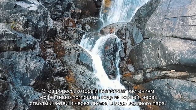 "Зеленый" фильтр из синтетической древесины очищает воду так же, как тропические растения смотреть онлайн