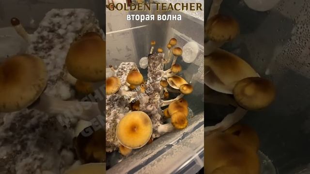 ?GOLDEN TEACHER? за минуту до харвеста, от подписчика MG смотреть онлайн