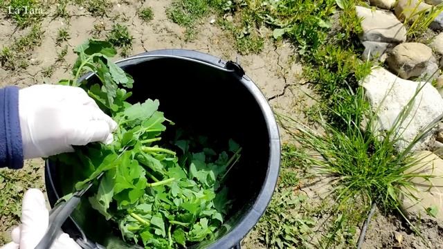 Rostopasca, Fungicid, Insecticid și Fertilizant Natural. Macerat De Rostopască, Mod De Preparare.