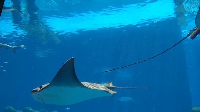 Его следует опасаться в море. Чем электрический скат опасен для человека. Интересные факты. смотреть онлайн