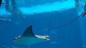 Его следует опасаться в море. Чем электрический скат опасен для человека. Интересные факты.