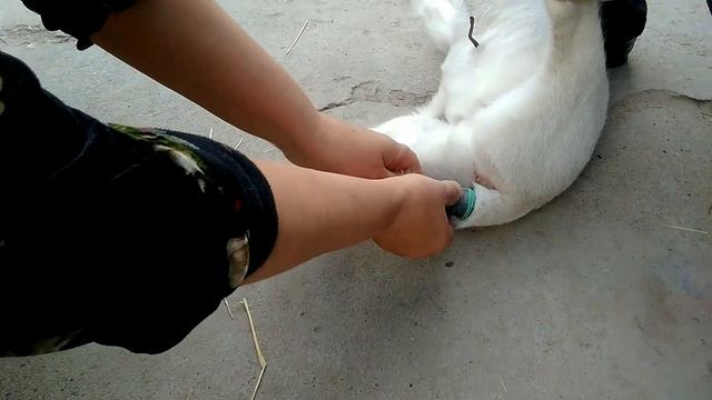 Купирование хвоста у ягнят. Кузи думига резина кийдириш йули билан узиш смотреть онлайн