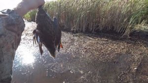 Охота на утку Краснодарский край вторые выходные