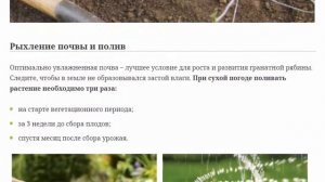 Гранатная рябина, ее применение и выращивание