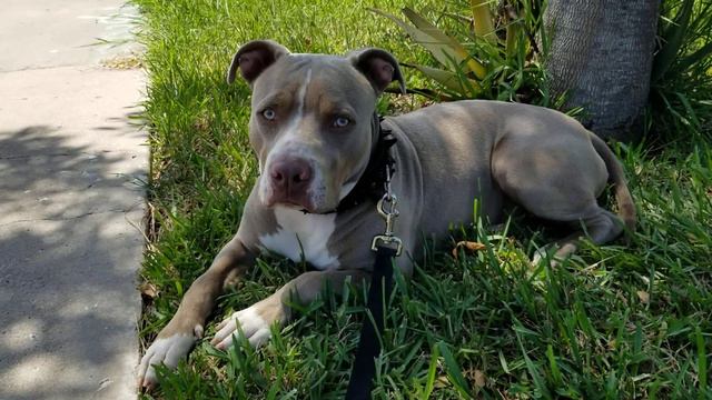 Team MAGA: Brody the American Pitbull #3 смотреть онлайн