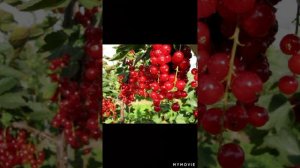 Простое средство для смородины и крыжовника от парши без затрат!