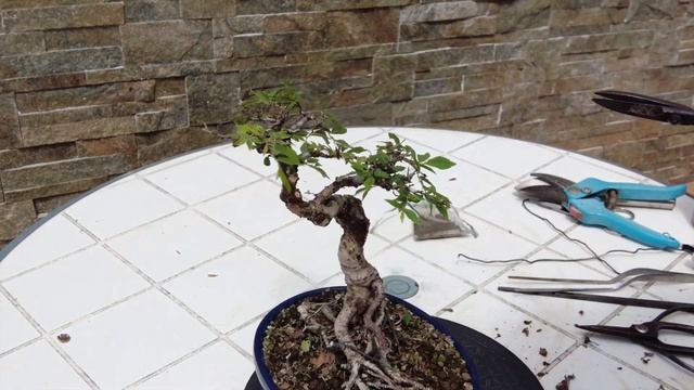 Бонсай из Дзельква (Zelkova). Формирование и уход за бонсай из Дзельква. Zelkova bonsai смотреть онлайн