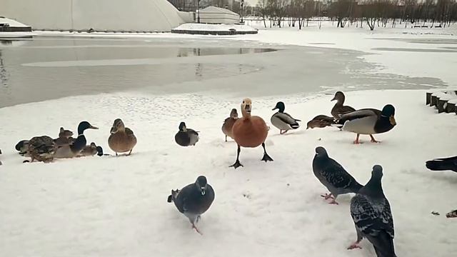 26.12.2020 Царицыно поезда смотреть онлайн