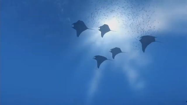 theBlu/Квест в виртуальной реальности. Каталог игр MirVr. Игра в виртуальной реальности смотреть онлайн