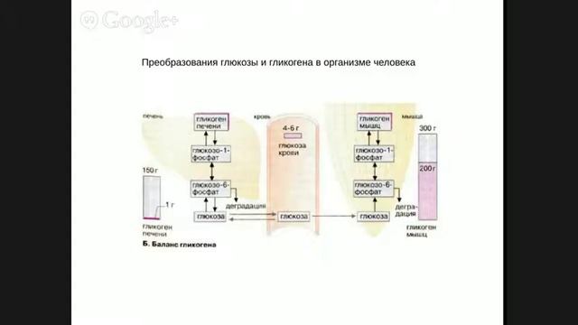 Кружок по биохимии. Младшая группа. Занятие 9. Функции углеводов. Часть 2. смотреть онлайн