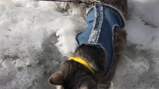 Выпустили кошку на свободу смотреть онлайн