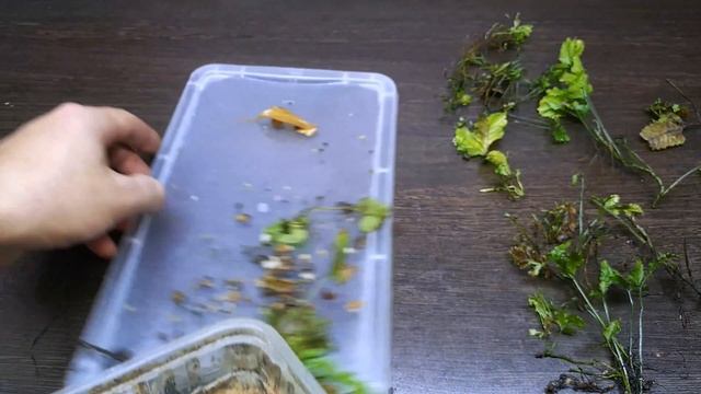 КАК Я РАЗМНОЖАЮ ПАПОРОТНИКИ смотреть онлайн