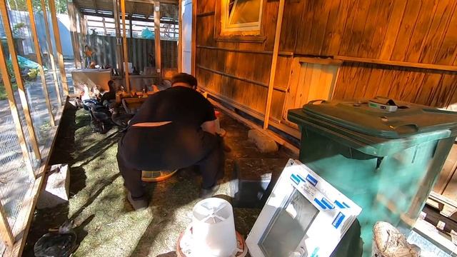 МУСКУСНАЯ УТКА В 2 МЕСЯЦА//СТОИТ ЛИ? РЕШАТЬ ТЕБЕ!!!! мускусные утки смотреть онлайн