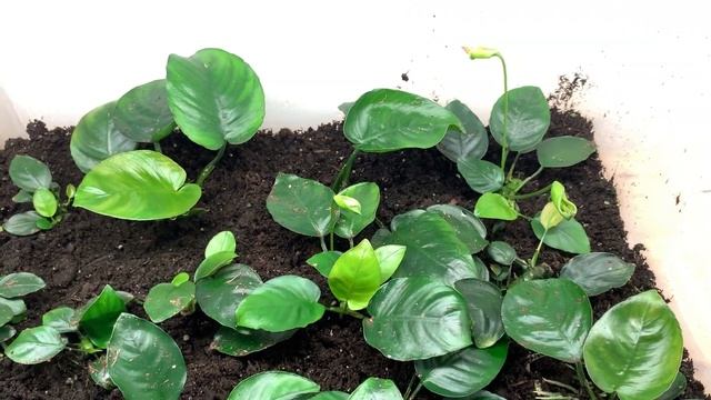 Tour of My Java Fern and Anubias Farm + Fish Tanks (Tons of Anubias Flowers!!!) смотреть онлайн
