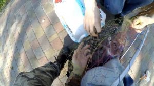 Как поймать дикую кошку?