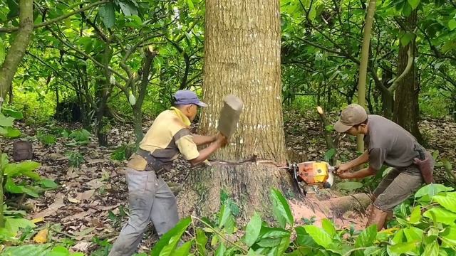 BEST !! Mahogany Tree Felling With 070 Chainsaw