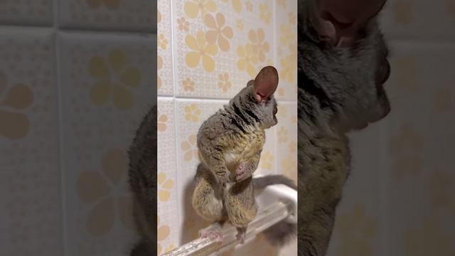 А кто у нас тут такой холосый😋 смотреть онлайн