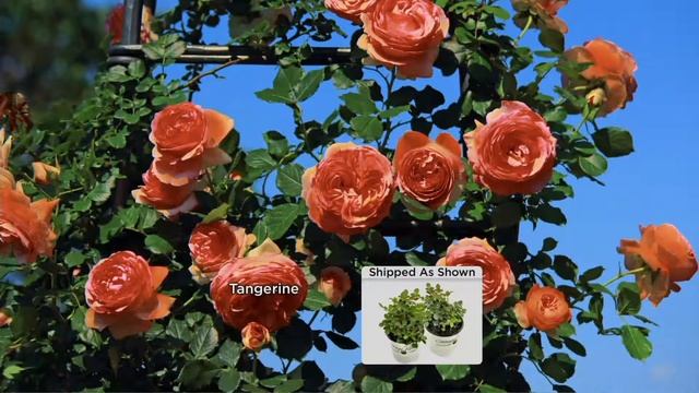 Cottage Farms Climbing Starlet Rose Duo on QVC смотреть онлайн