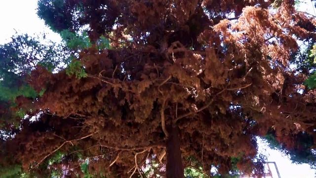 Sony A3500 ( ILCE 3500J ) Outside Day - Exterior Dia - Video Test 1080p смотреть онлайн