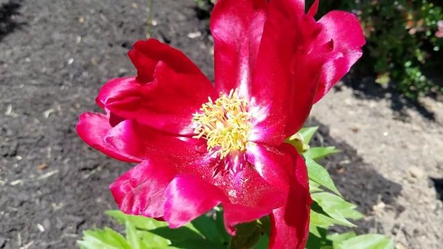 Charles Burgess Peony