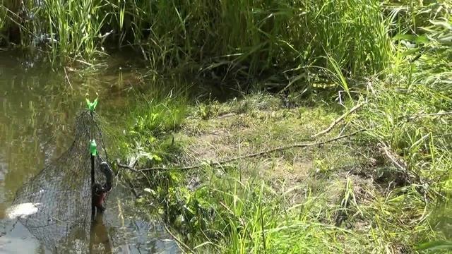 Уж ворует рыбу.mp4