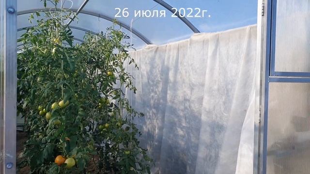 Утепляю перец в теплице. Первые перцы. Июль 2022 смотреть онлайн