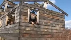 Вы кто такие я вас не звал идите на пять букв (Угар)