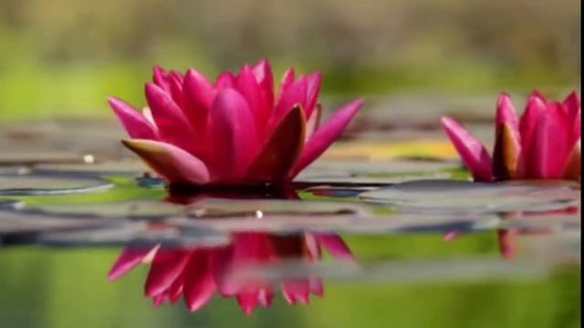 Частота 396 Гц Активация Корневой чакры, СИЛЫ И УСПЕШНОСТИ смотреть онлайн