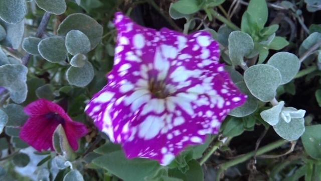 Petunia Juss. смотреть онлайн