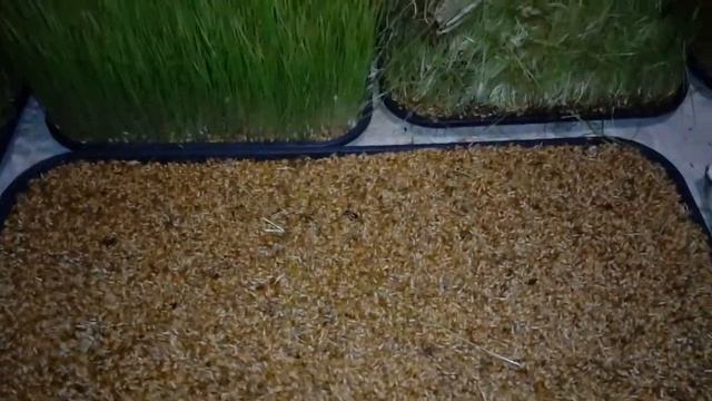 Проращивание пшеницы для индюшат смотреть онлайн