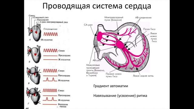Лекция 12. Физиология сердца смотреть онлайн