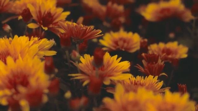Прекрасная расслабляющая музыка / Beautiful Relaxing Music For You 1 Hour