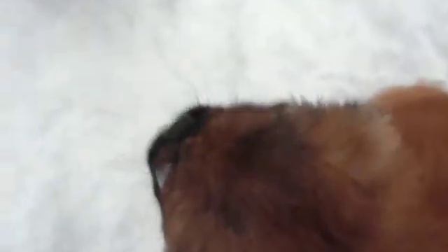 Пекинес Хатико и малютка французский бульдог Чуня смотреть онлайн